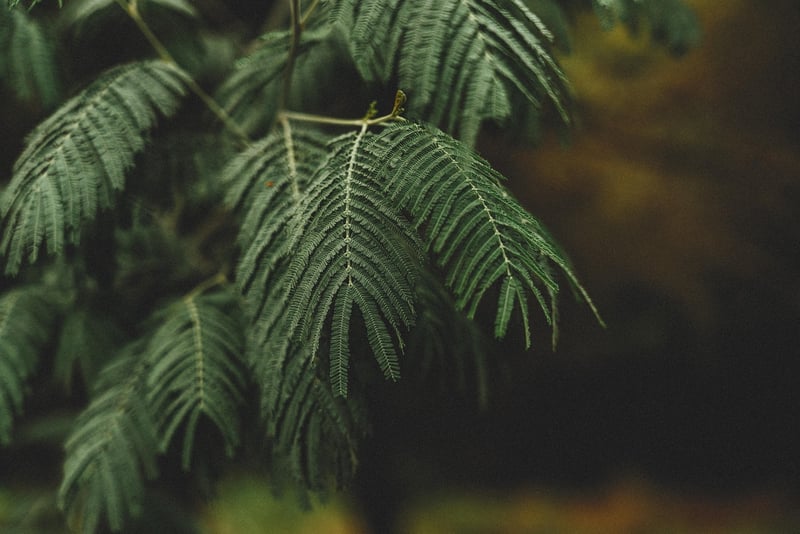 Natural Greenery Elements