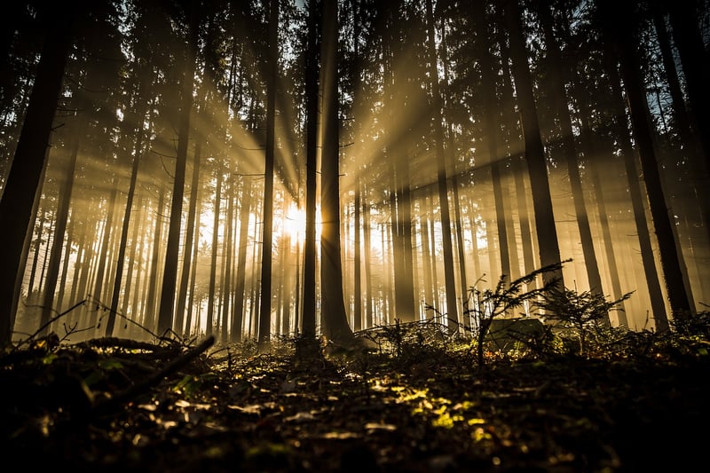Whimsical Woodland Atmosphere